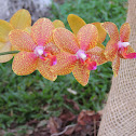 Orquidea