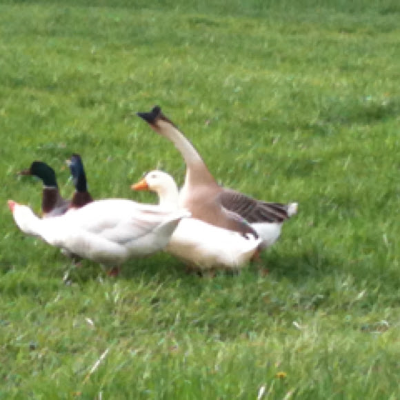 Spotting Image 1