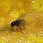 House fly