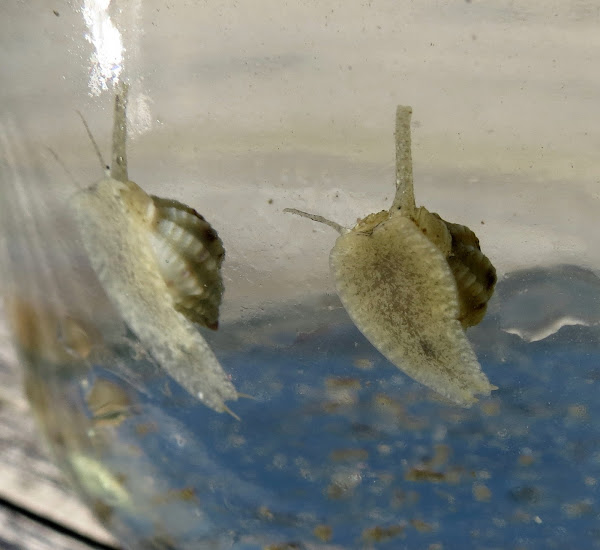 Oyster drill Project Noah