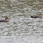 Gadwall