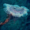 Lion's mane jellyfish
