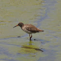 Redshank
