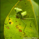 Praying Mantis