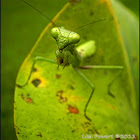 Praying Mantis