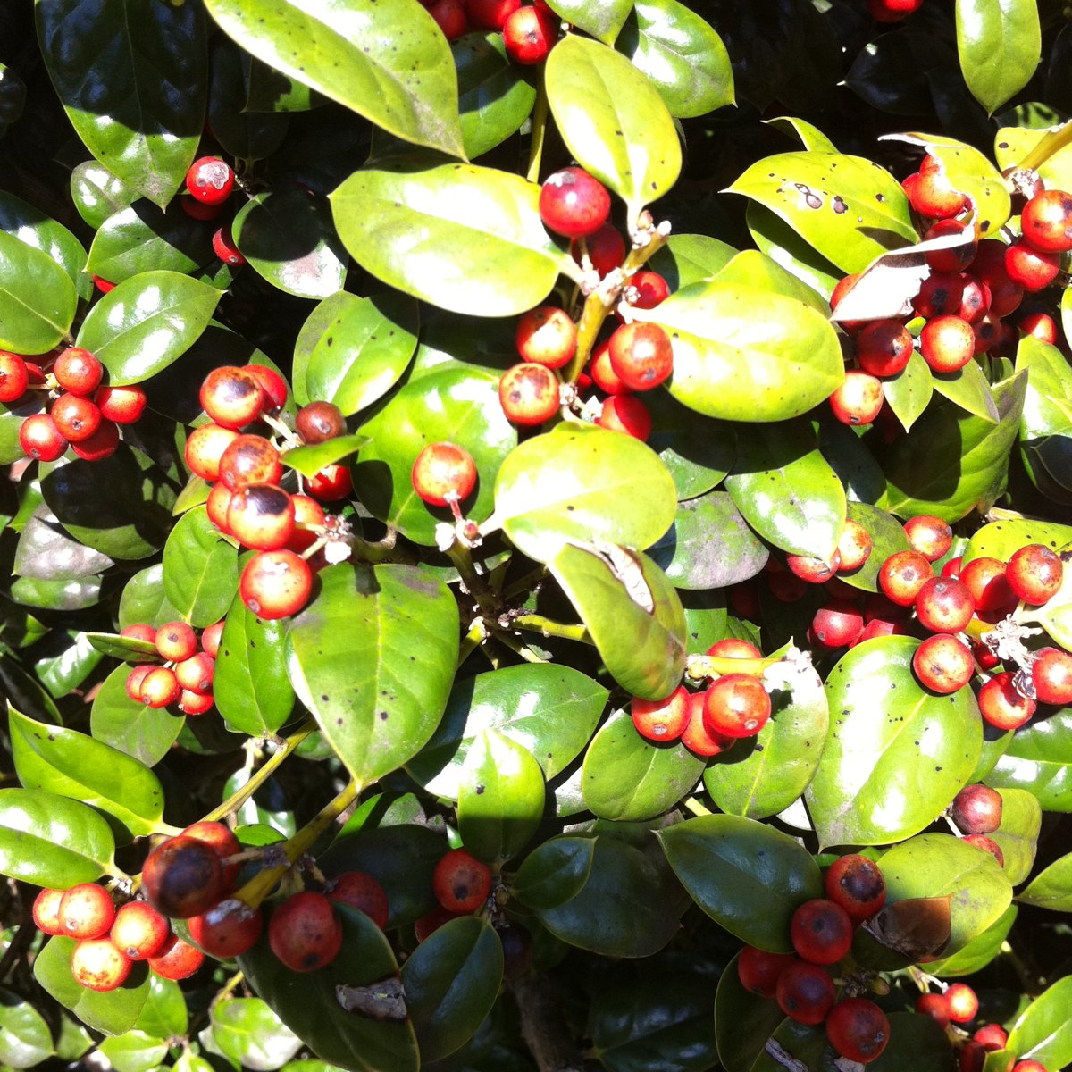 Holly