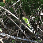 Eastern Pondhawk (female)