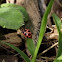 Spotted Lady Beetle