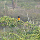 Troupial