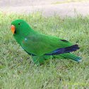 Eclectus Parrot (Male)