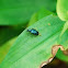 Metallic Blue Flea Beetle