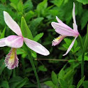 Rose pogonia