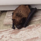 Bat