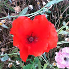 Common poppy