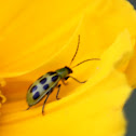 Spotted Cucumber Beetle