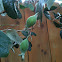 Feijoa