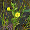 Golden Hedge-Hyssop