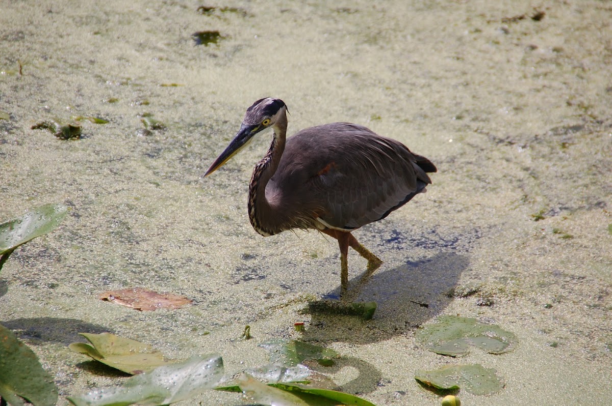 Great Blue Heron