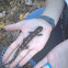 Spotted Salamander; Ambystoma maculatum