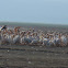 Great White Pelican