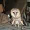 Barn Owl