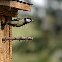 Great tit / Meisen