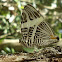Mosaic Butterfly