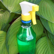 All-Natural All-Purpose Cleaning Spray