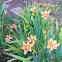 Lilly variety