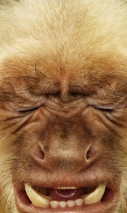 How to get Crazy monkey face Live WP lastet apk for android