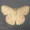 Geometrid Moth