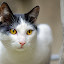 Igor by Gabriel Catalin - Animals - Cats Portraits