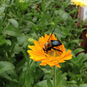 Eastern Carpenter Bee