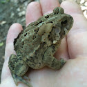 American toad