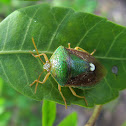 Stink Bug