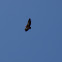 Griffon Vulture