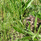 wild brown rabbit in tall grass