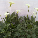 Arum lily