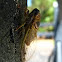 Cicada