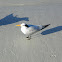 Royal Tern