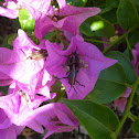 Cricket