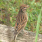 chipping sparrow, immature