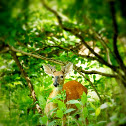 White Tailed Deer