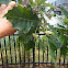 Swamp White Oak