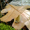 Banded Tussock Moth Larva