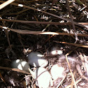Duck Eggs (Duck)
