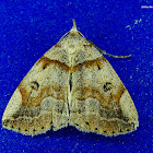 Zanclognatha laevigata