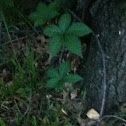 Unknown spotting