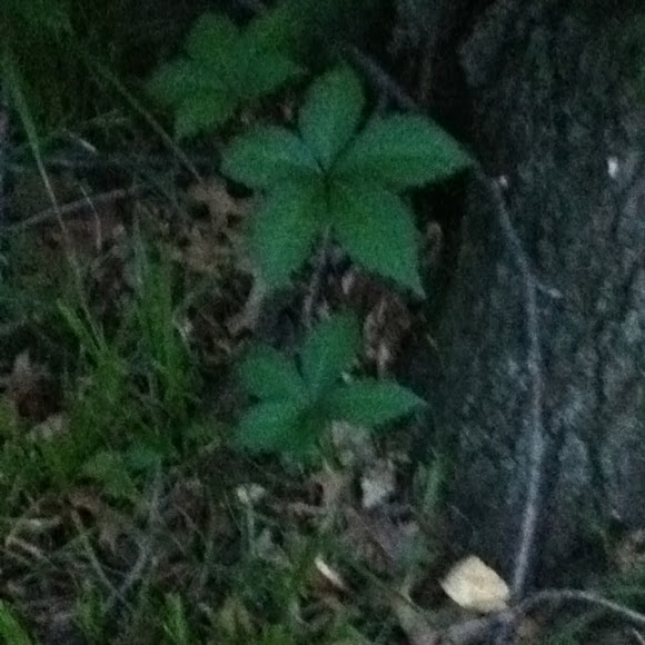 Spotting Image 1