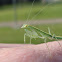 Snake Mantid